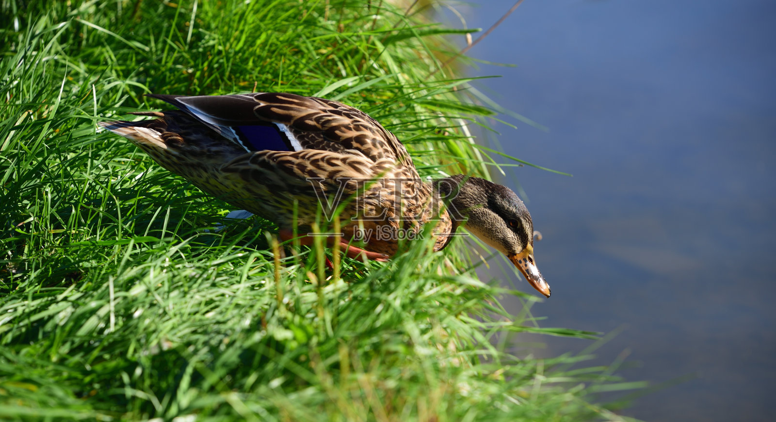 一只棕色的小鸭子正坐在绿色的草地上，准备跳进水里照片摄影图片