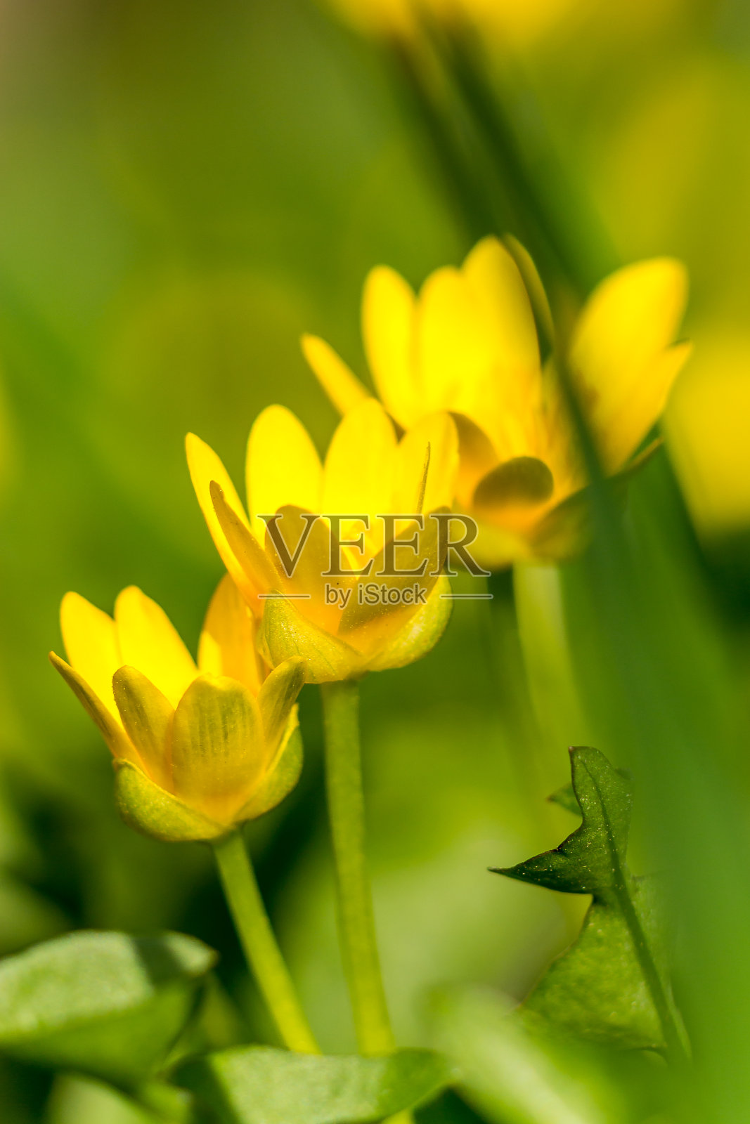 毛茛，俗称白屈菜，生长在春天的欧洲草地上。单一的花朵特写镜头。软焦点弹簧背景。照片摄影图片