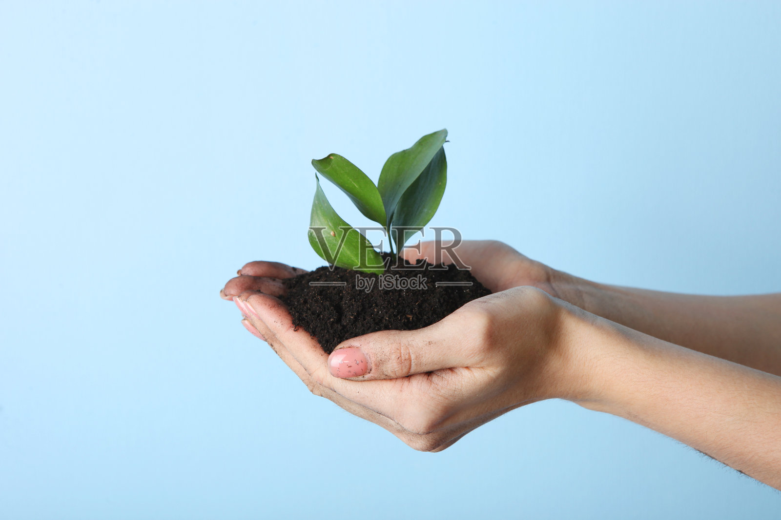 新芽和泥土在女性手中。地球日概念，拯救地球。照片摄影图片