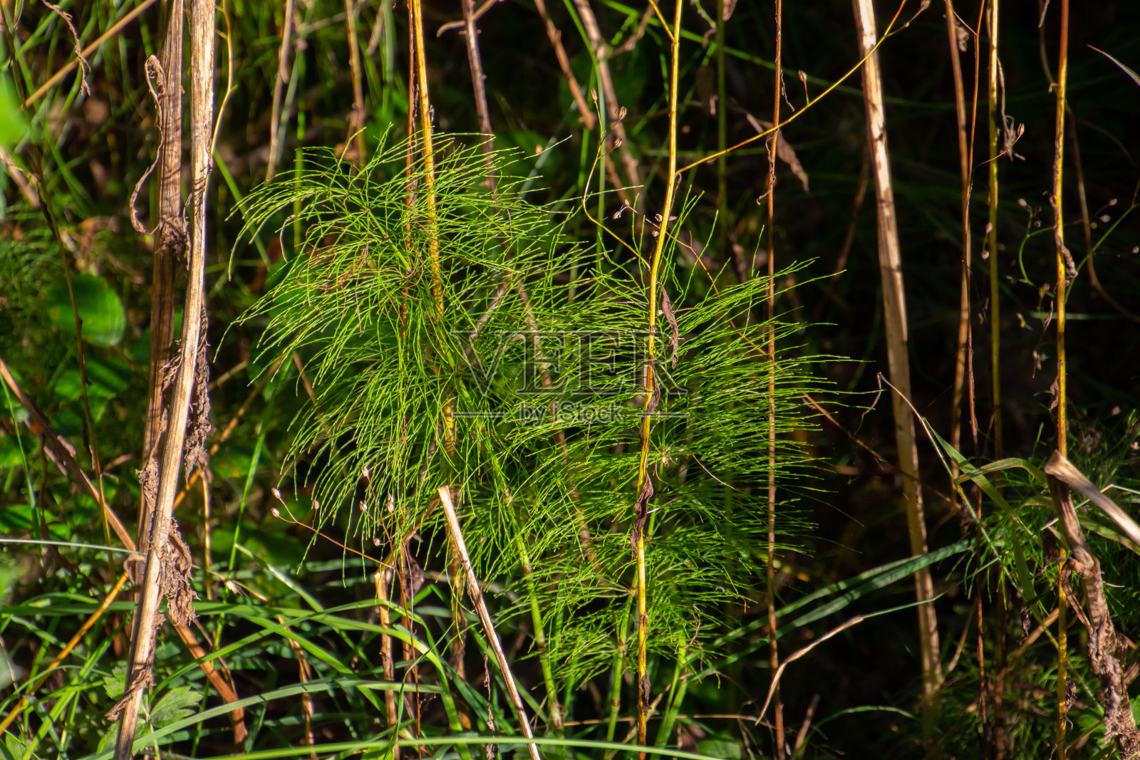 森林中的木贼，也叫木贼或木贼照片摄影图片