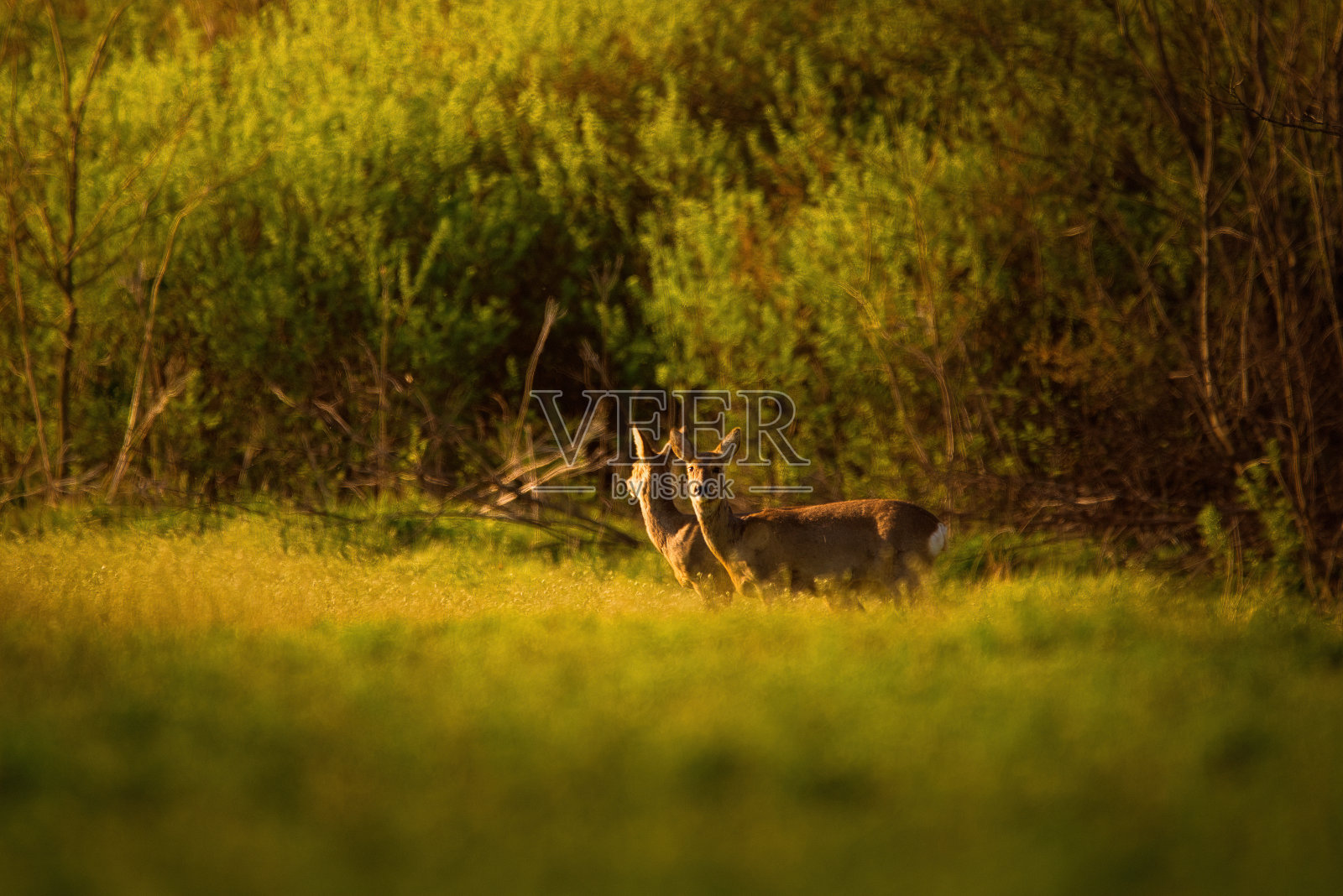 春天森林附近的欧洲狍子照片摄影图片
