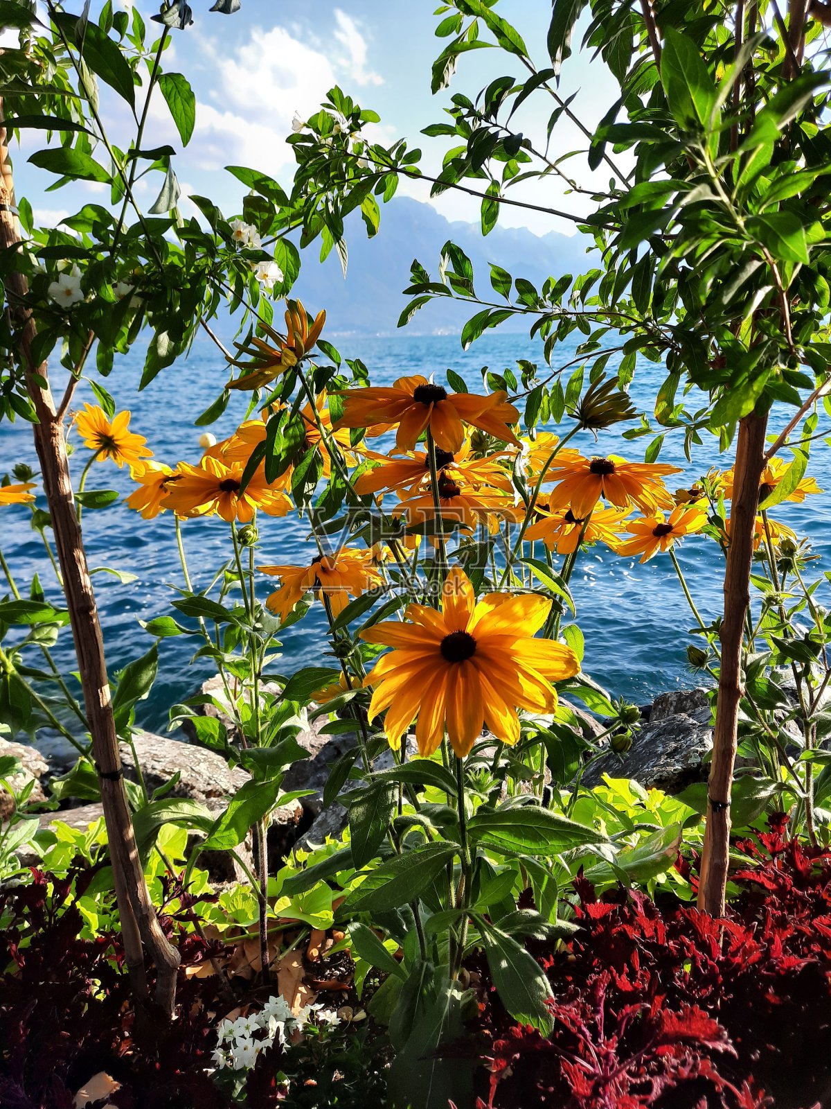 莱曼湖岸边的花。瑞士蒙特勒照片摄影图片