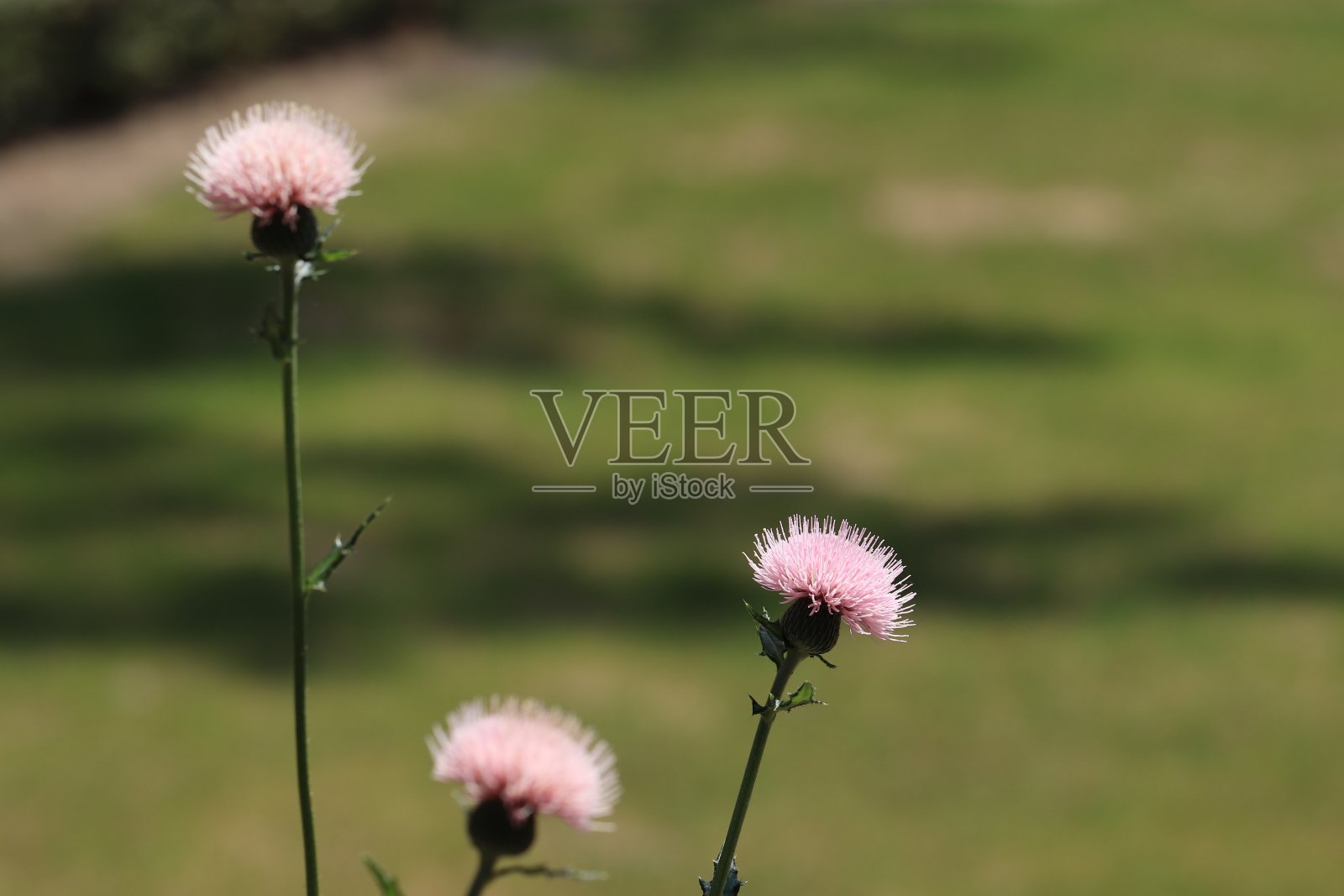 淡粉色的蓟花。照片摄影图片
