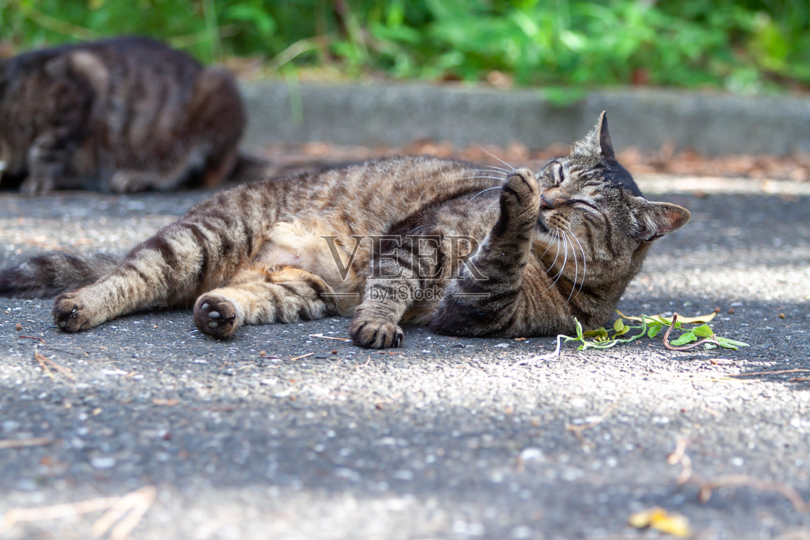 野鸡的猫照片摄影图片