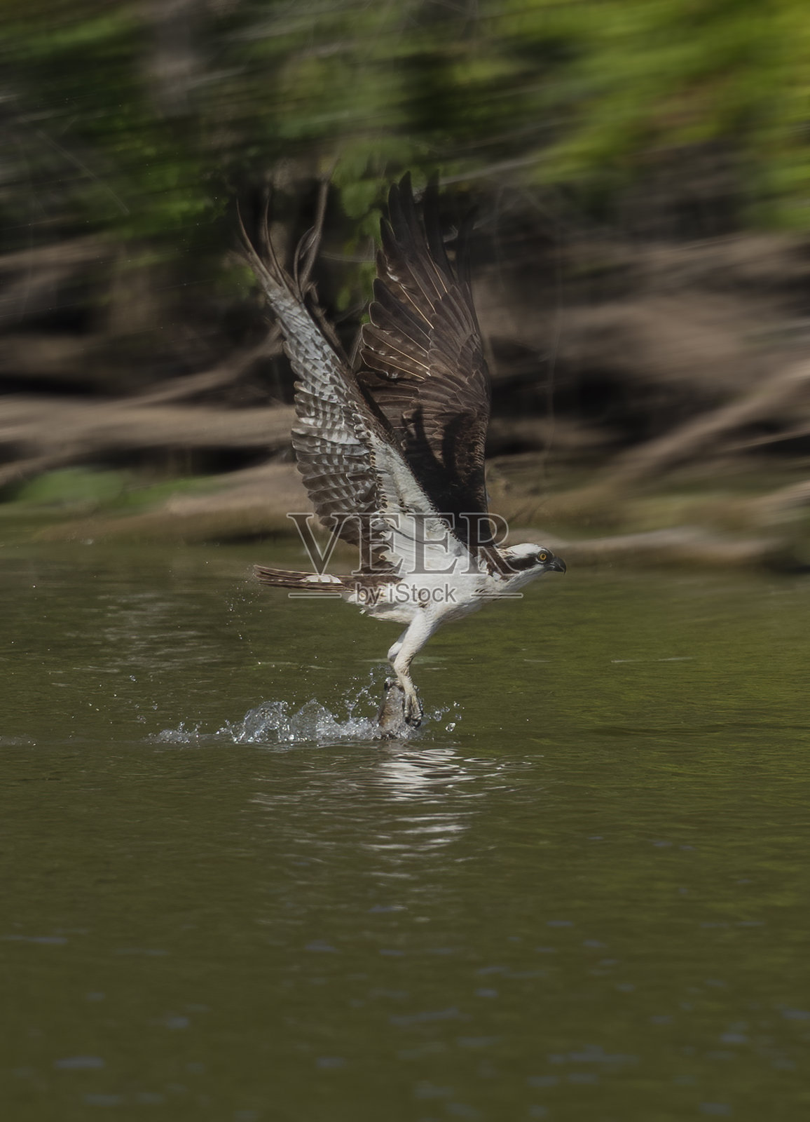 好费雪照片摄影图片