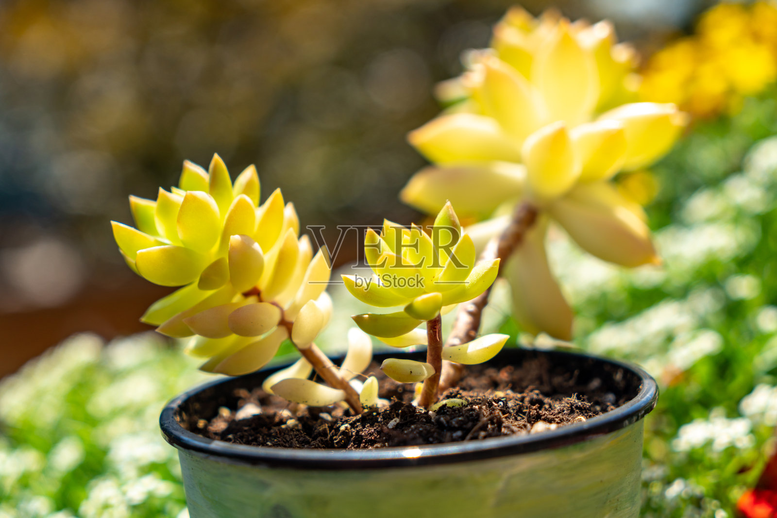 景天'爱丽丝·埃文斯' -肉质植物照片摄影图片