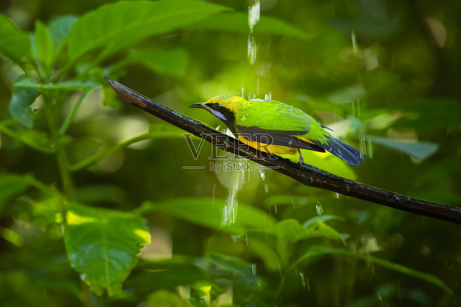 鸟照片摄影图片