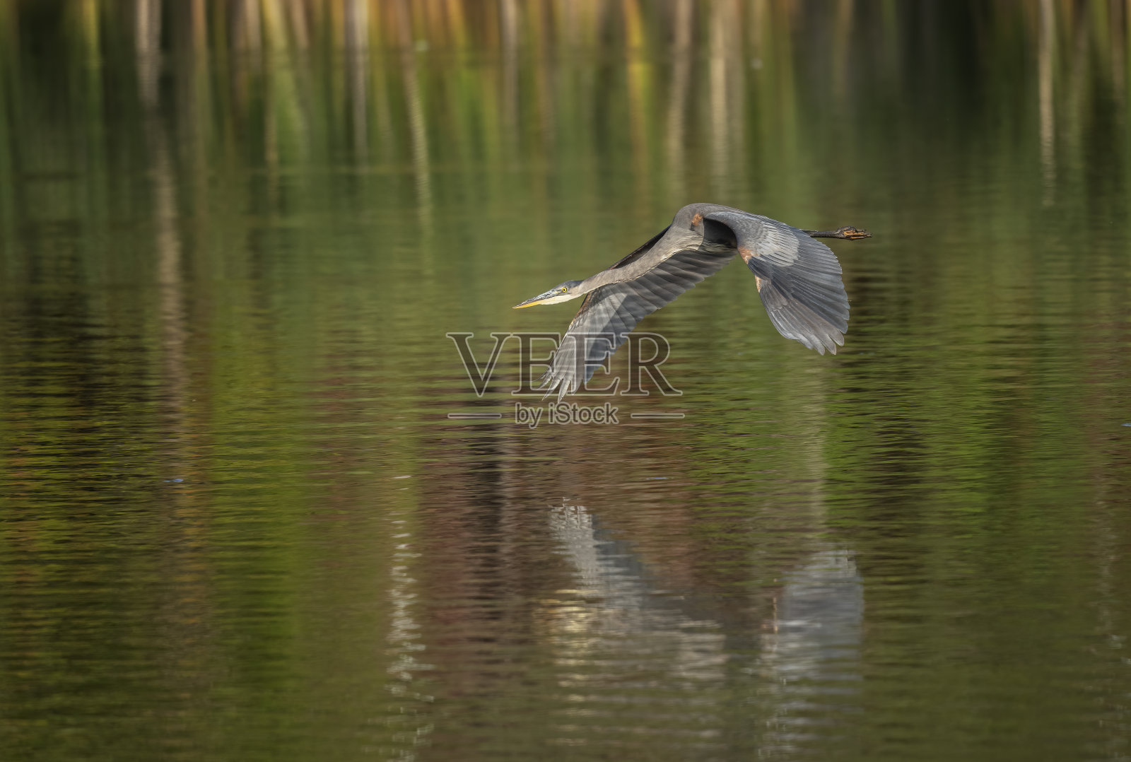 白鹭苍鹭野生动物飞鸟照片摄影图片