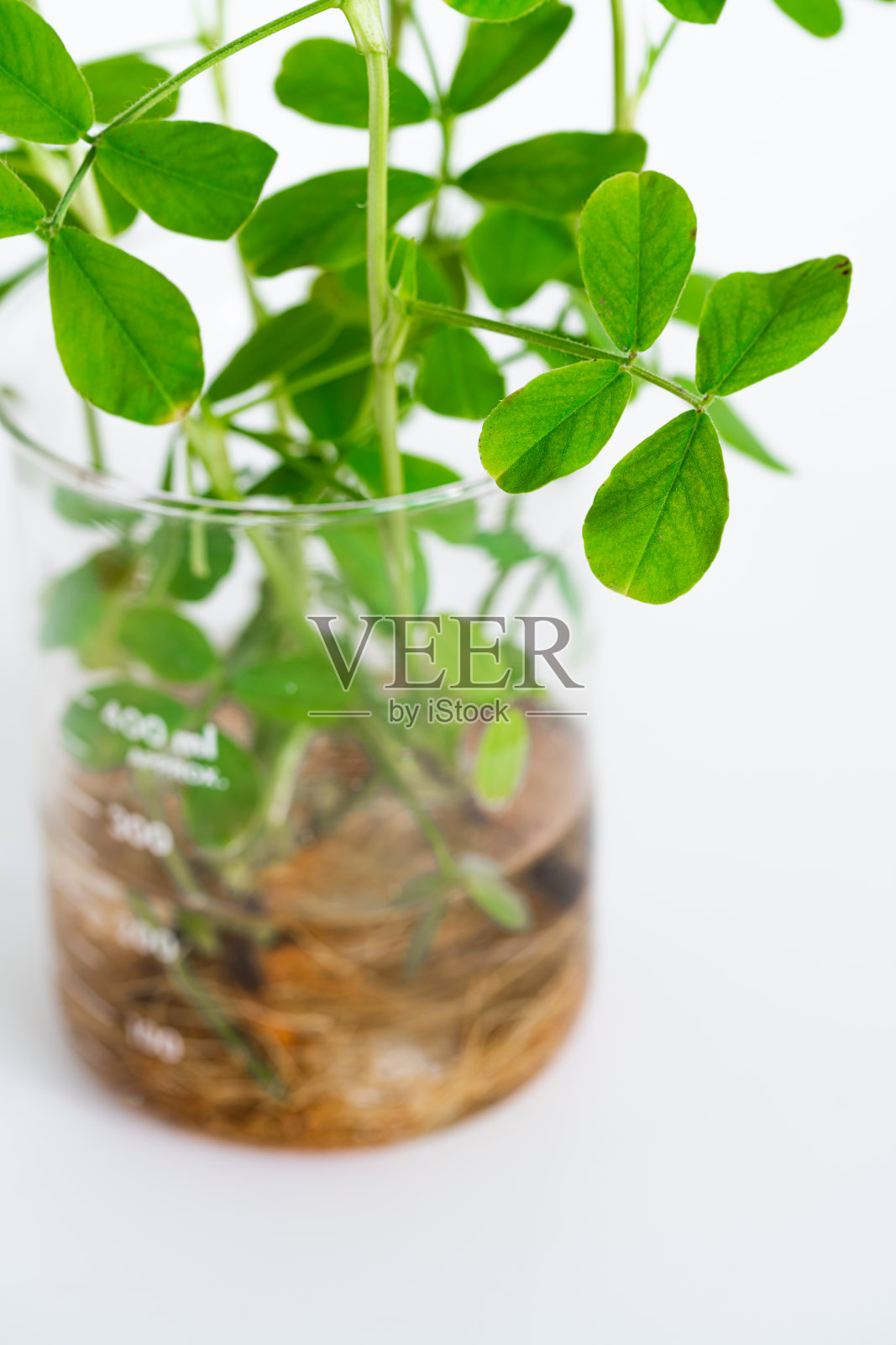 白色背景上的绿色植物照片摄影图片