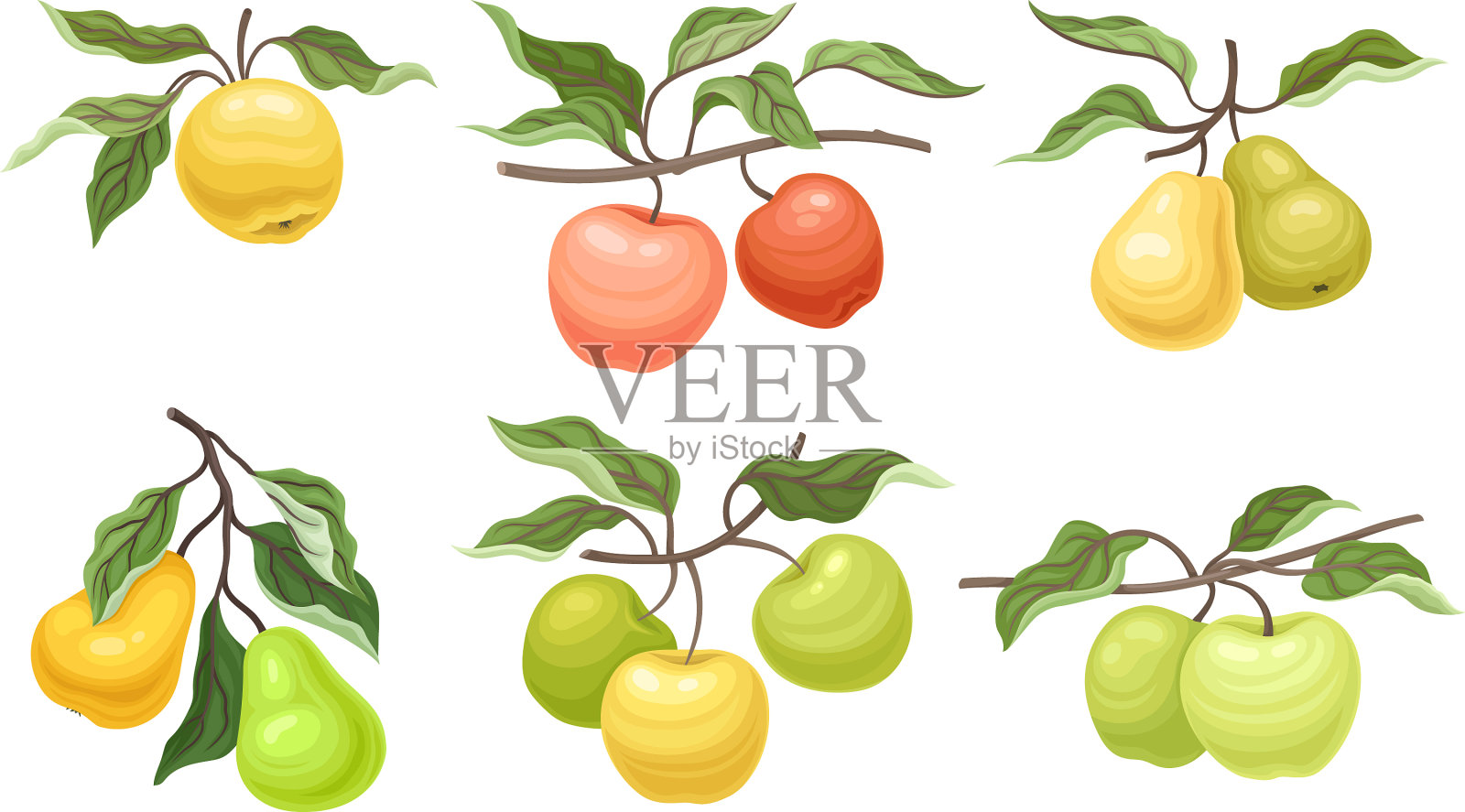 成熟的苹果和梨子挂在树枝上插画图片素材