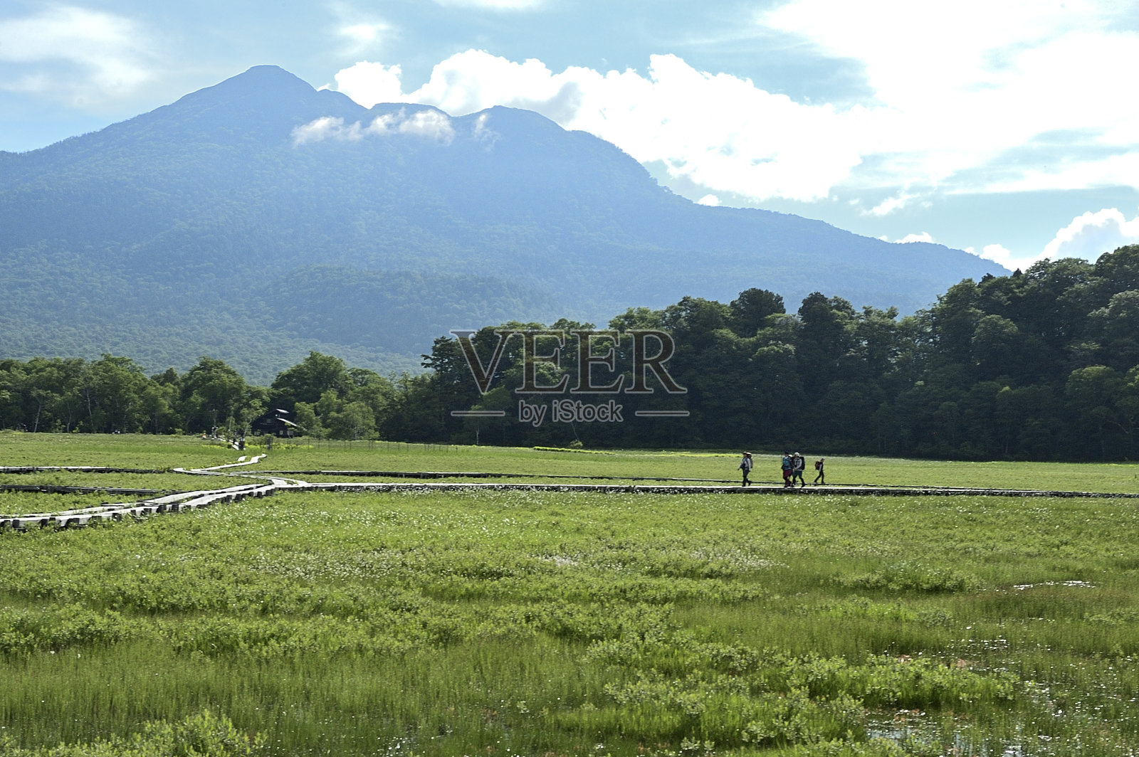 初夏湿地风光照片摄影图片