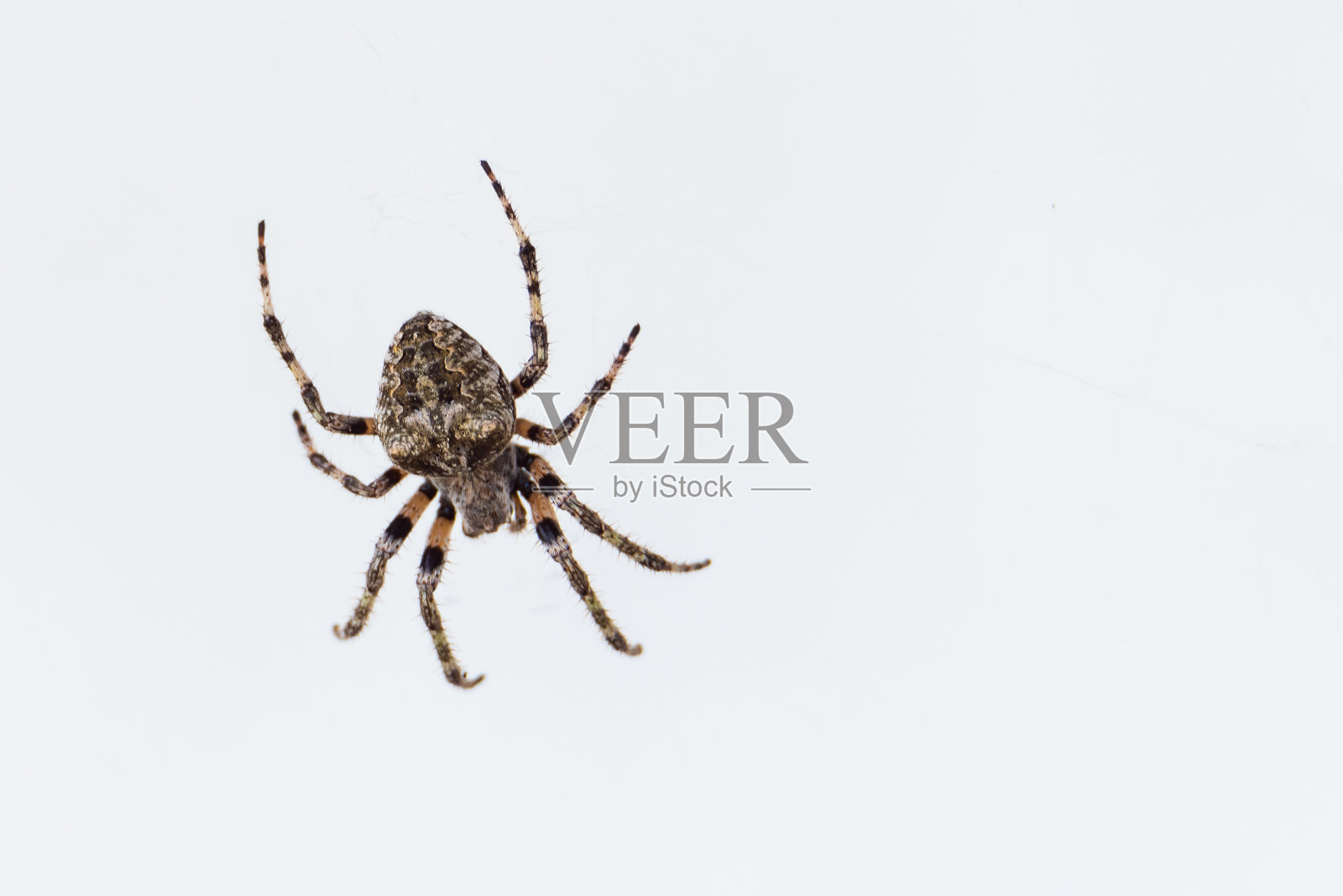 一只在网上的大欧洲蜘蛛抓了一只小臭虫照片摄影图片