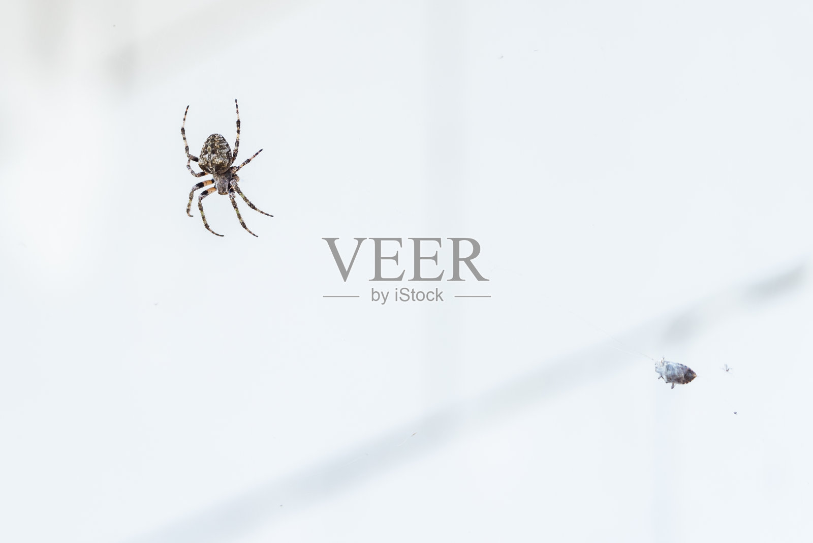 一只在网上的大欧洲蜘蛛抓了一只小臭虫照片摄影图片