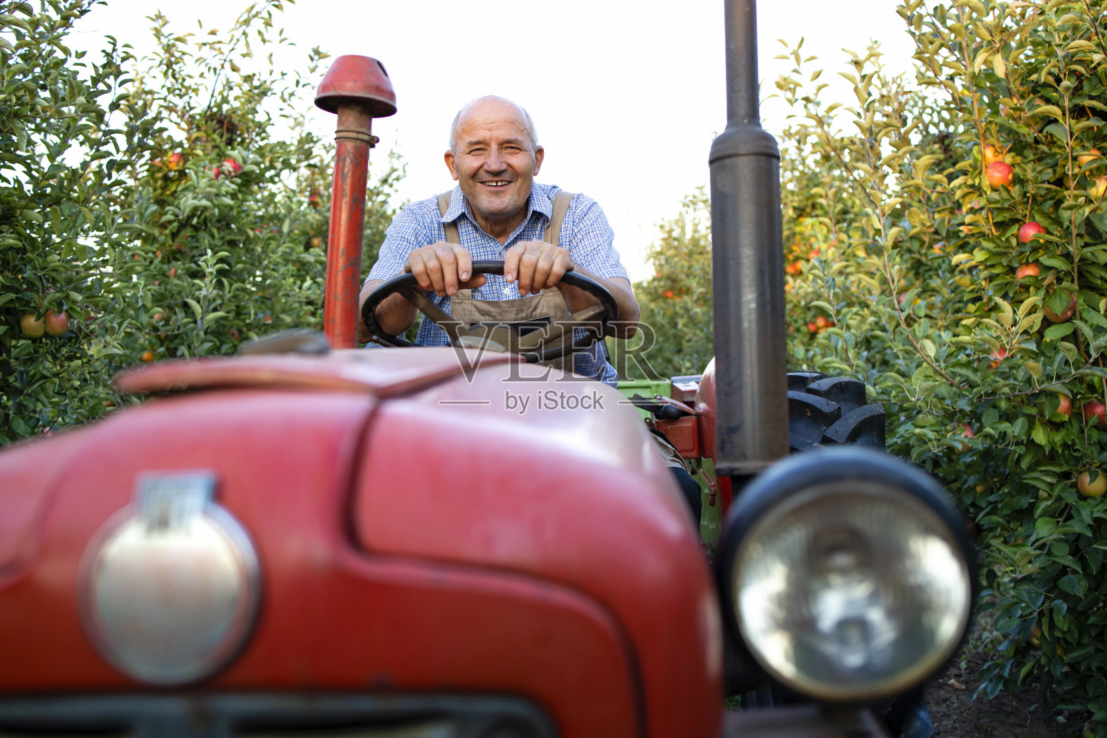 在苹果园里驾驶老式拖拉机的老农。照片摄影图片