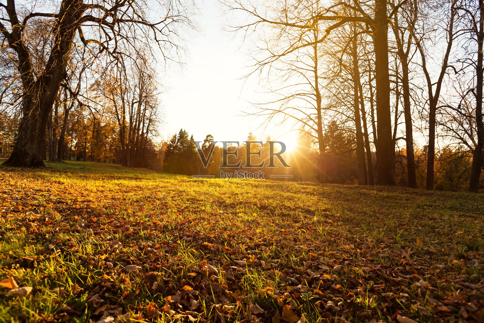 秋季户外照片摄影图片