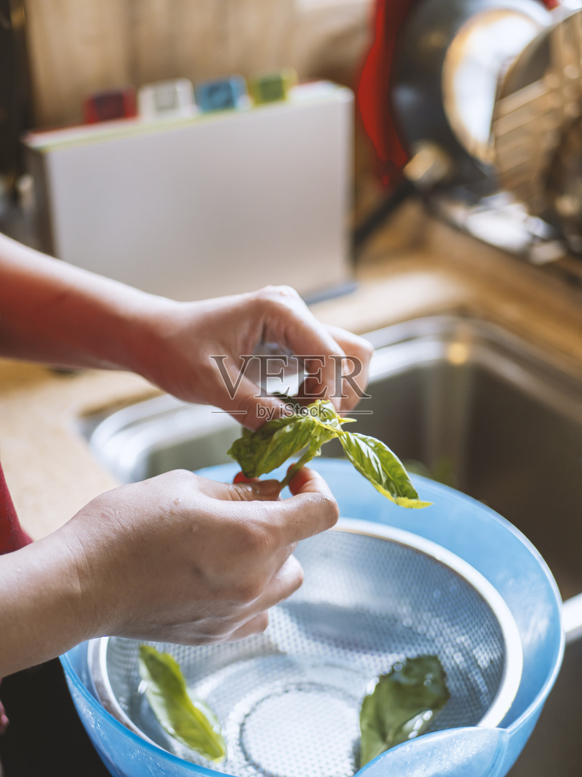 这位年轻女子正在清理新鲜的罗勒叶照片摄影图片