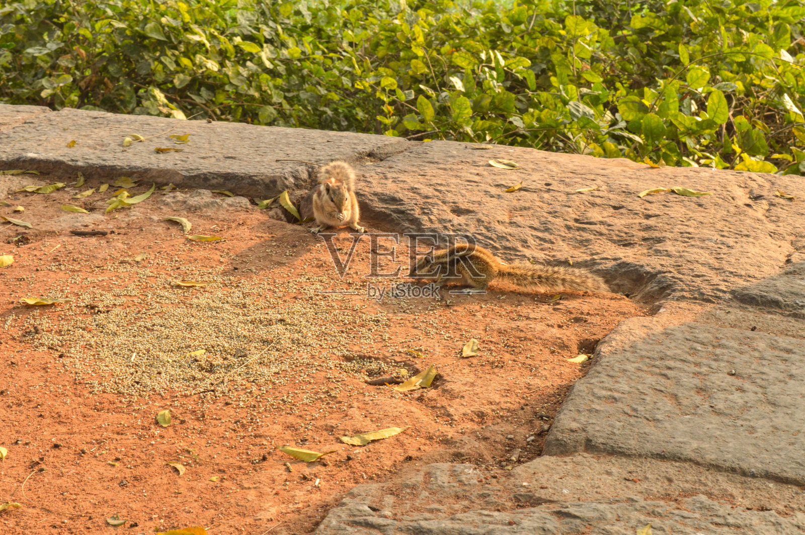 冬天有雾的早晨，一对松鼠在公园草坪上吃东西。照片摄影图片