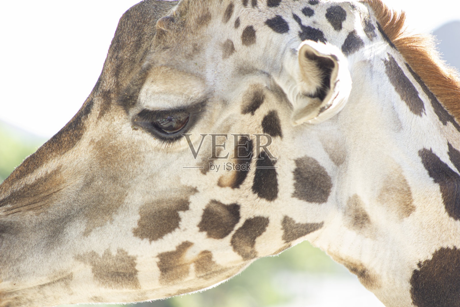 长颈鹿在动物园照片摄影图片