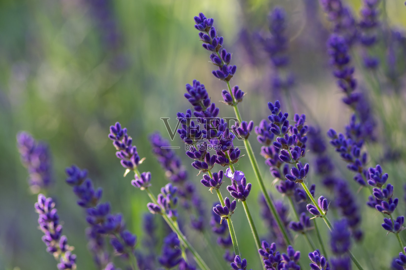 熏衣草是一束盛开的花，花中有紫色的香味照片摄影图片