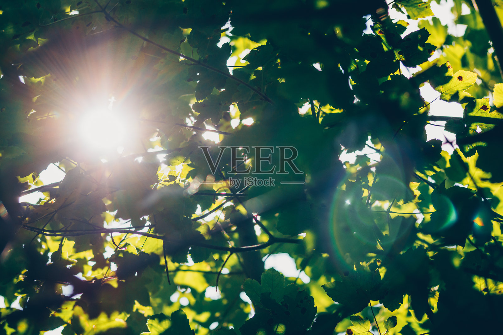 在树林下的森林里，有一缕阳光照片摄影图片