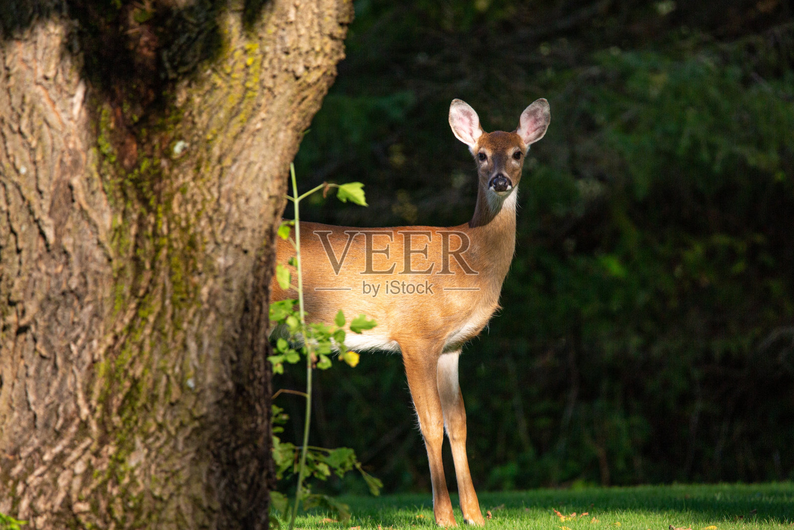 白尾小鹿(牛尾鹿)在威斯康星州9月初，水平照片摄影图片