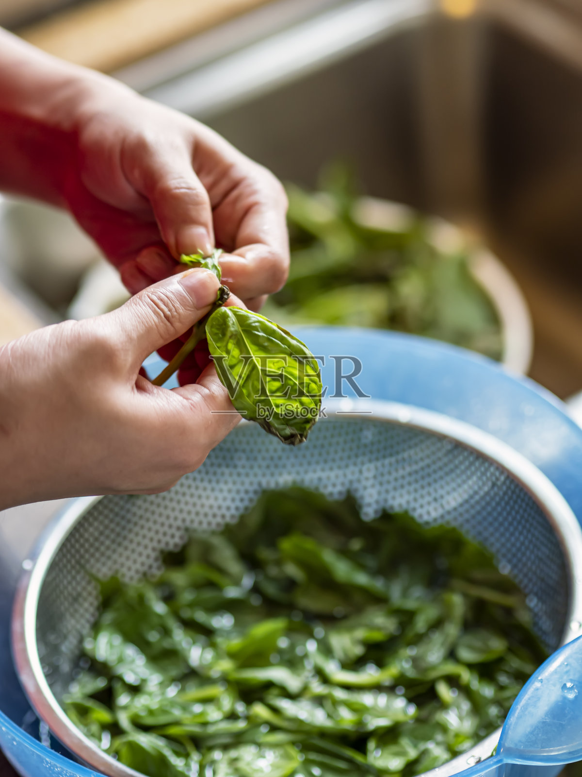 这位年轻女子正在清理新鲜的罗勒叶照片摄影图片