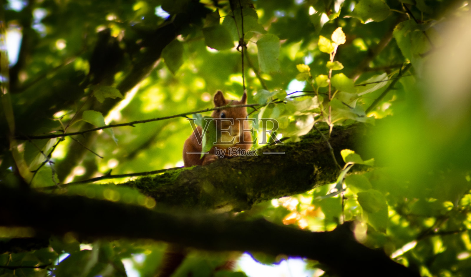红松鼠在一棵茂密的绿色树的树枝上照片摄影图片