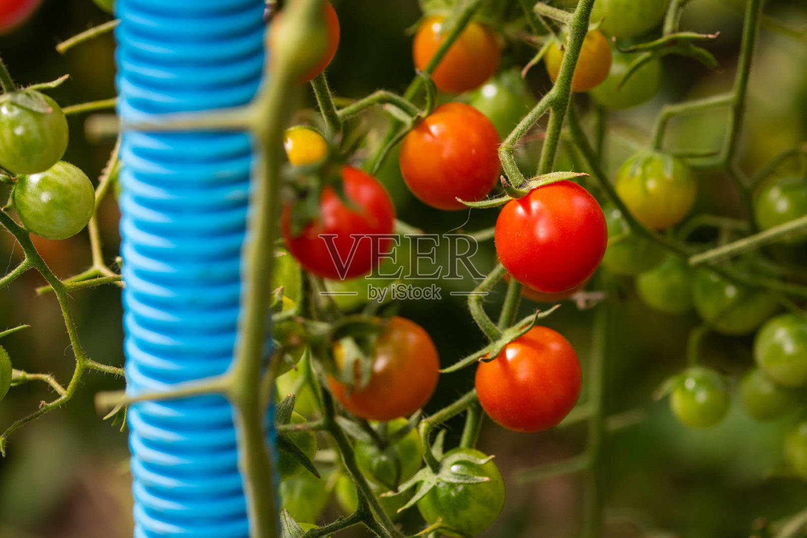 温室里的樱桃番茄配冰土豆泥照片摄影图片