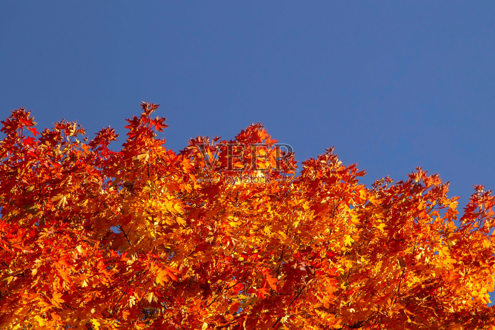 美丽的秋天的枫树的树枝，桔黄色的叶子照片摄影图片