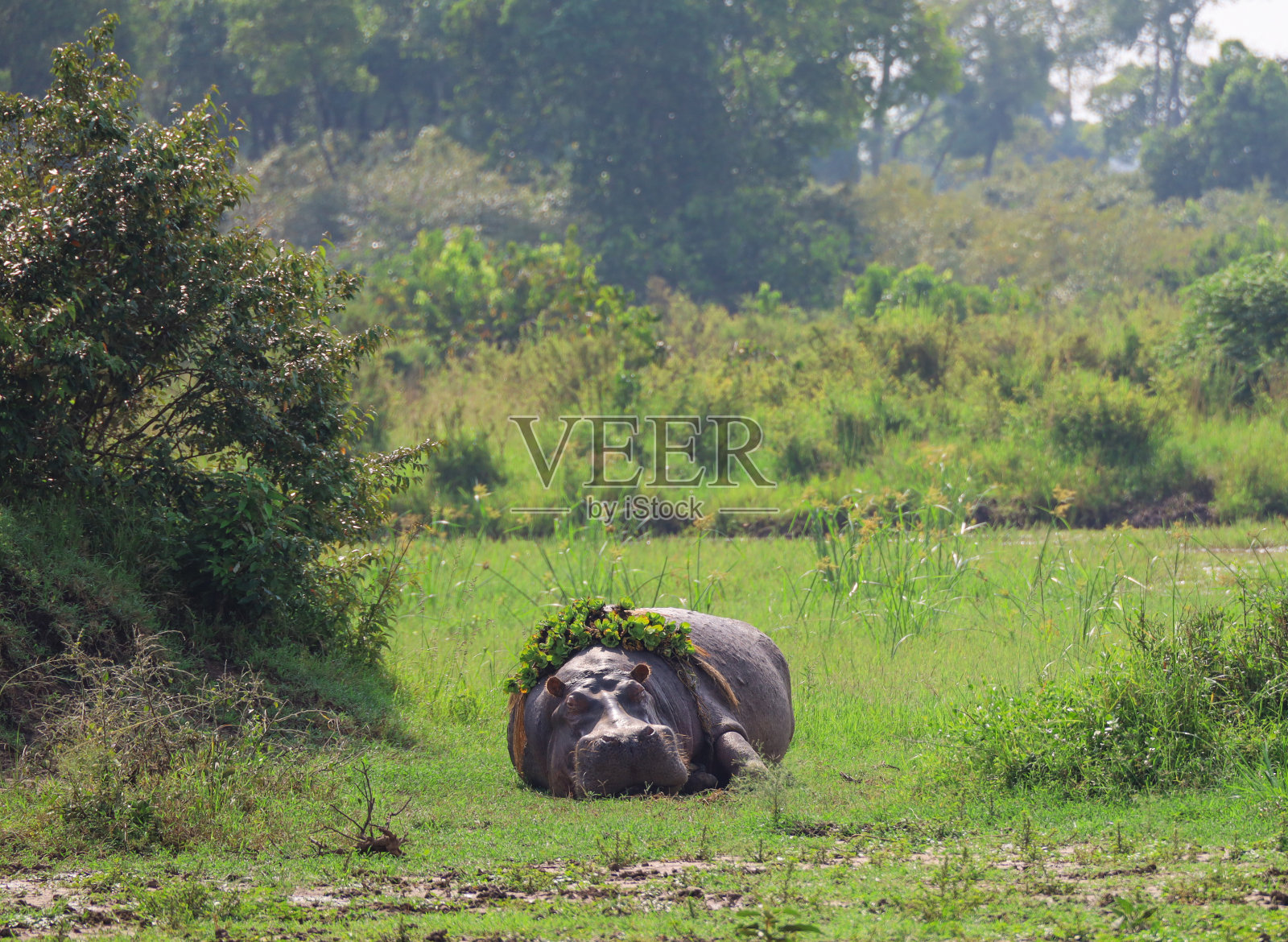 在非洲肯尼亚，河马躺在带有睡莲冠的田野里照片摄影图片