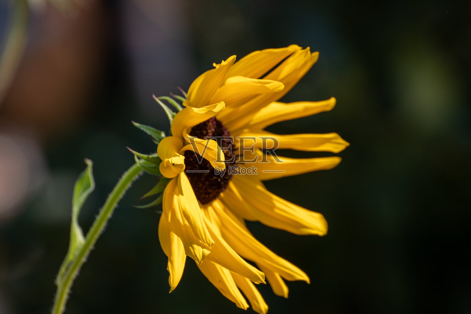 近距离的一个美丽的向日葵在花园里在夏天的时间照片摄影图片