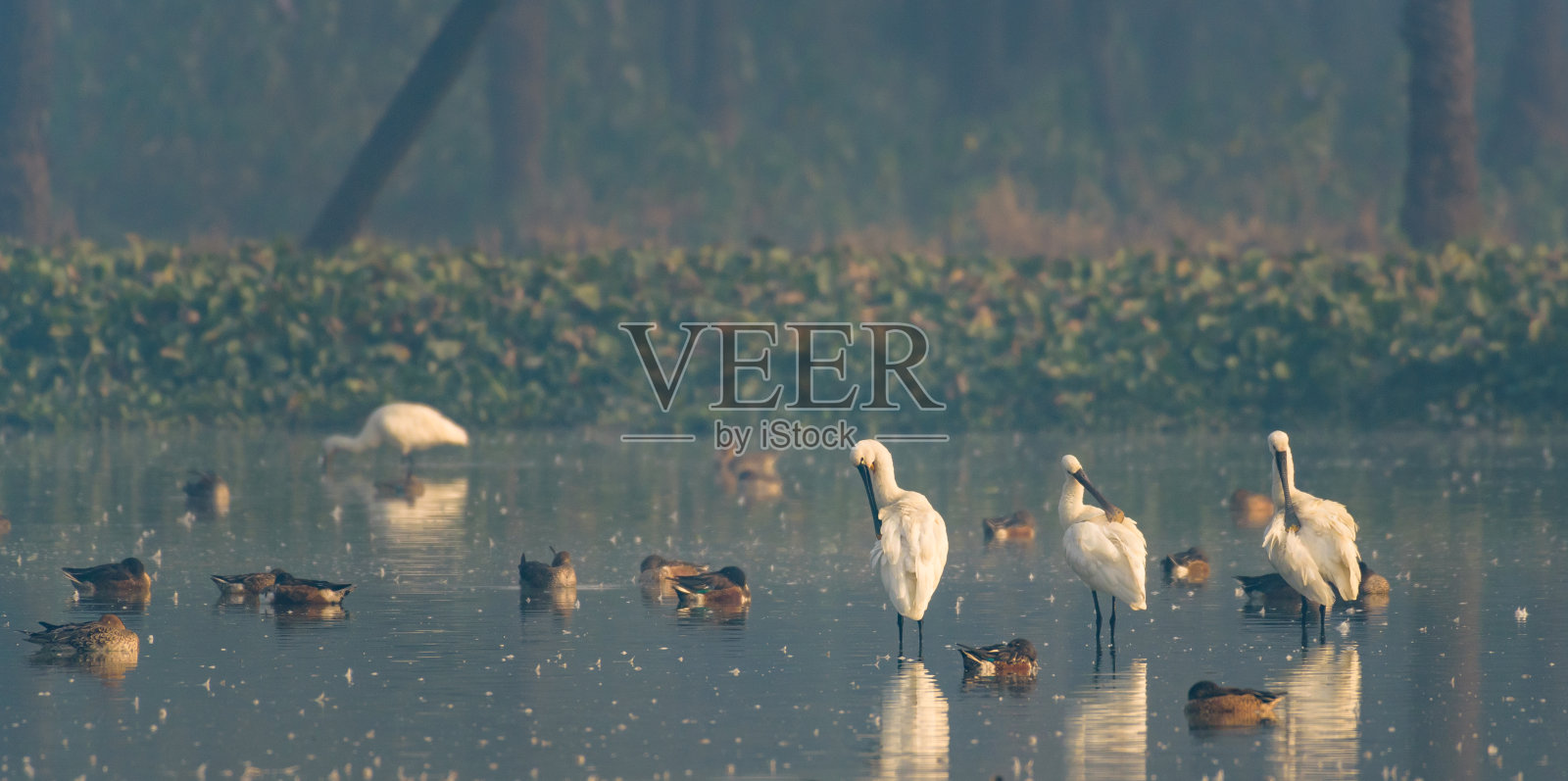 近距离拍摄的迁徙水鸟栖息在湖水上照片摄影图片