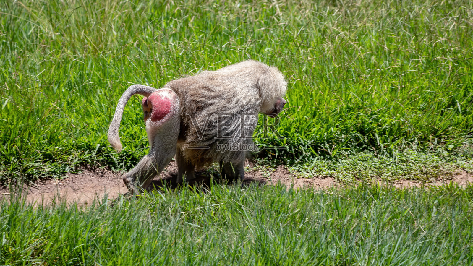 狒狒狒狒照片摄影图片