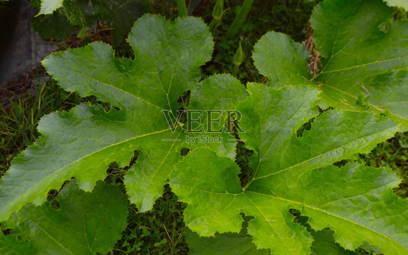 南瓜补丁照片摄影图片