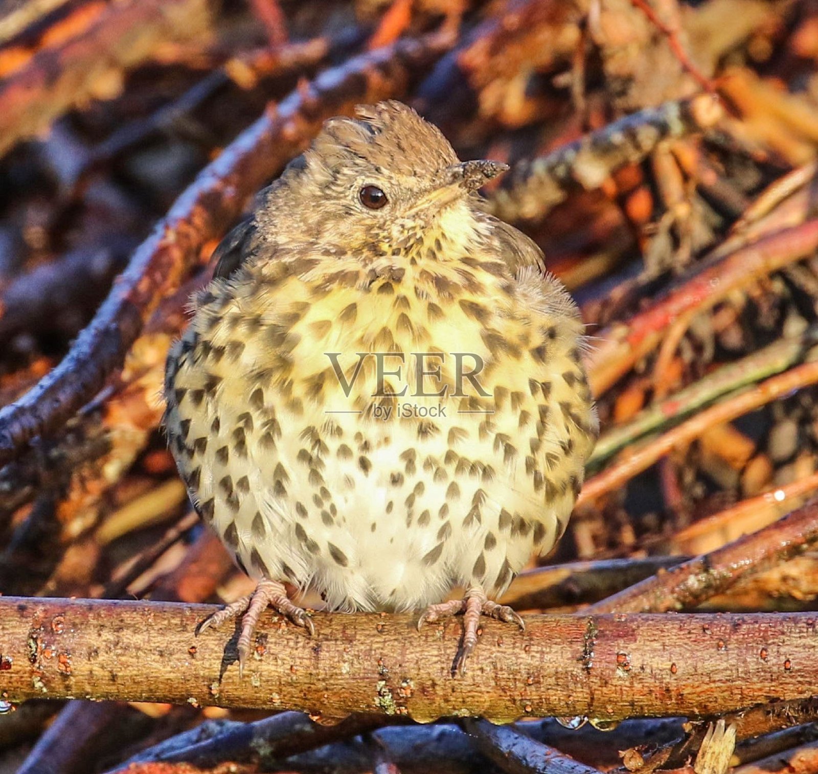 歌画眉照片摄影图片
