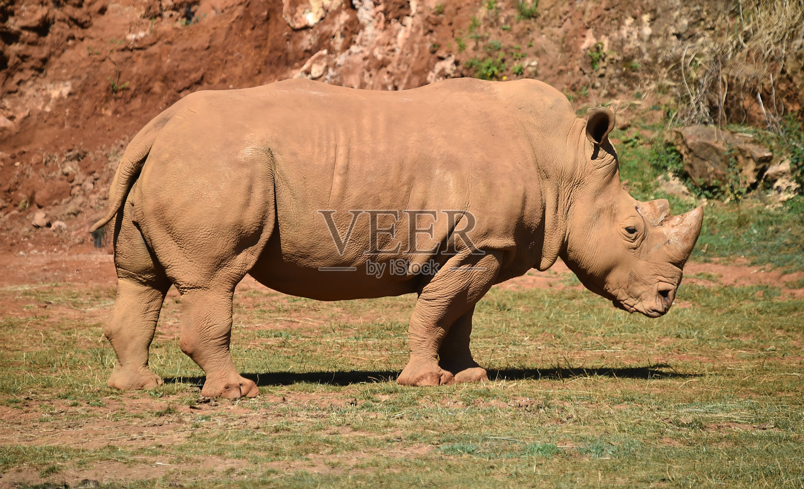 犀牛照片摄影图片