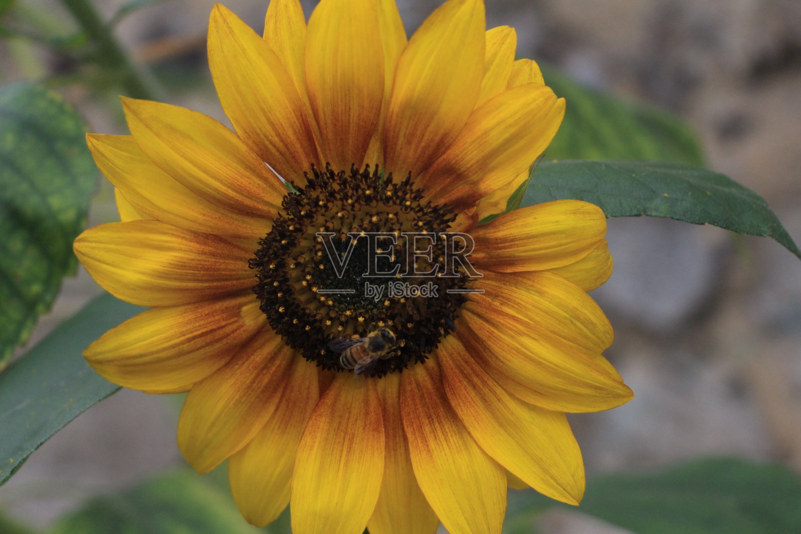 向日葵上的一只蜜蜂照片摄影图片