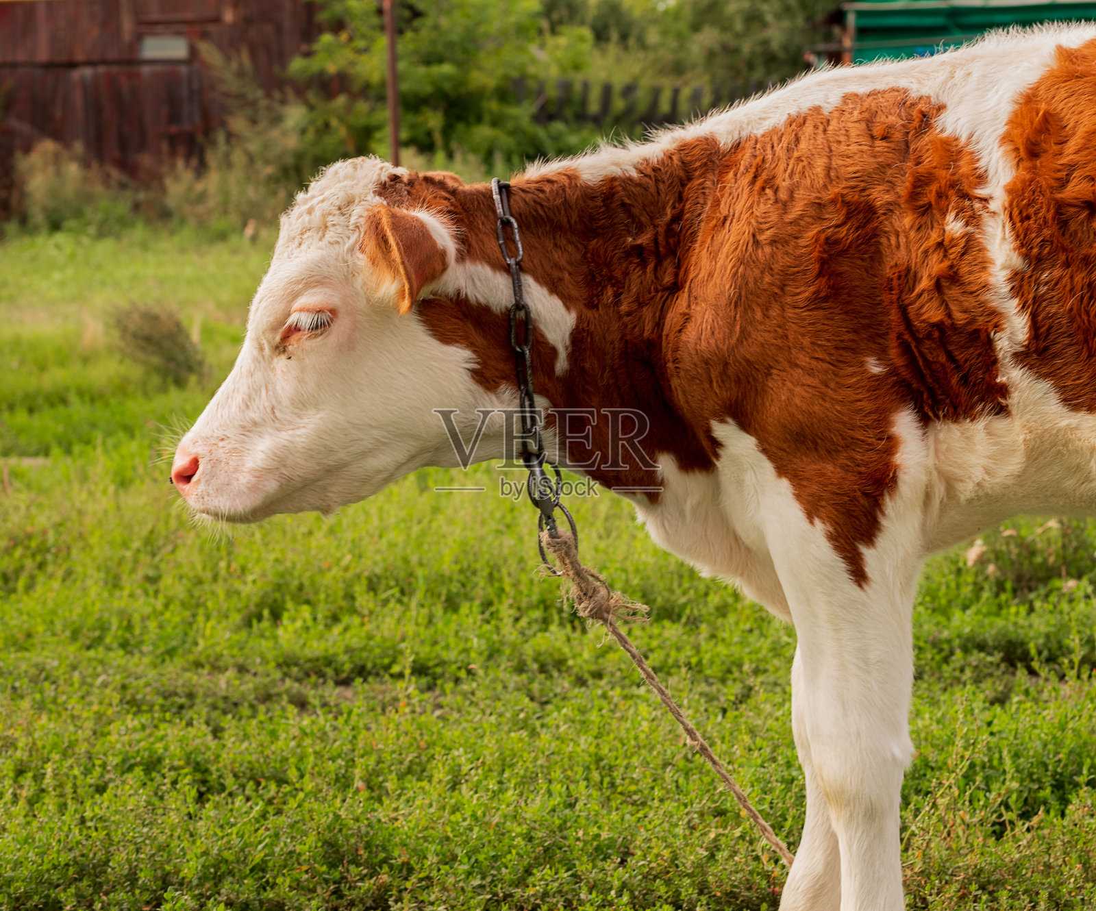 小牛在草地上吃草。牛，家畜，公牛，母牛。2021年的象征。照片摄影图片