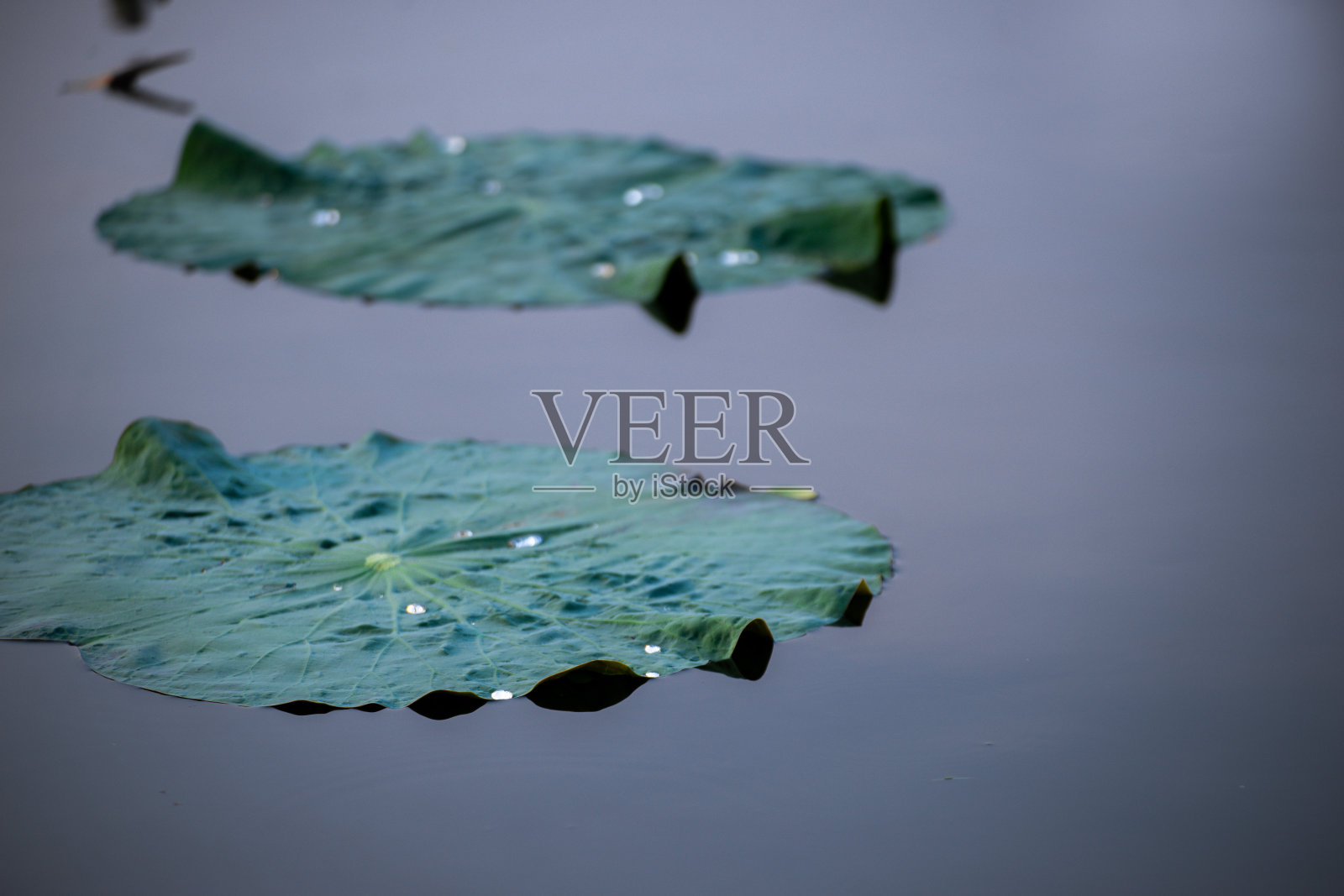 睡莲叶子照片摄影图片