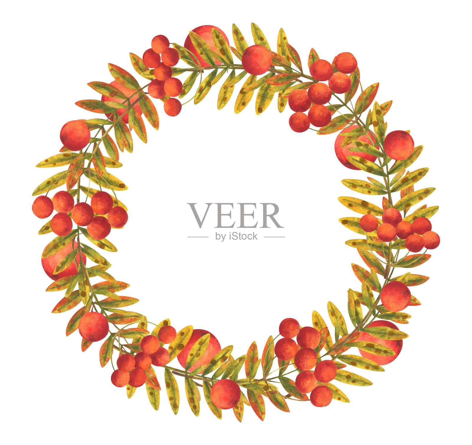 秋季装饰花圈的山白蜡。圆形框架由落叶和浆果组成，有文字空间。库存图像与水彩插图。插画图片素材