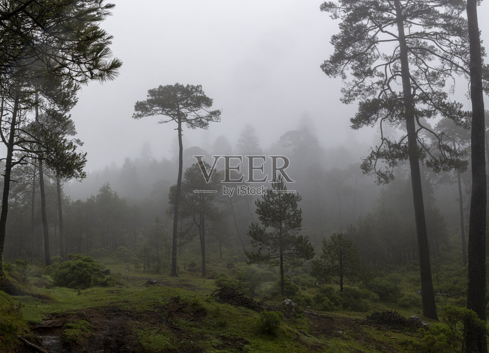 秋天早晨的雾在墨西哥森林照片摄影图片