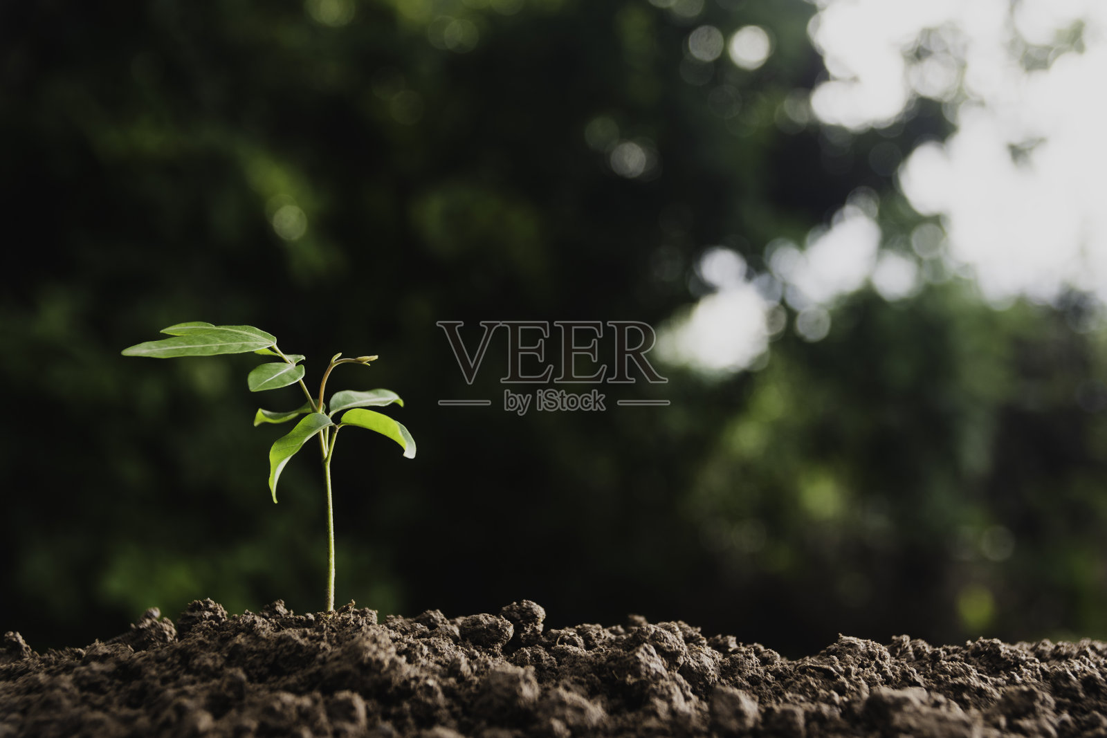 幼小的植物在柔软的绿色自然背景下生长在不完整的地面上。照片摄影图片