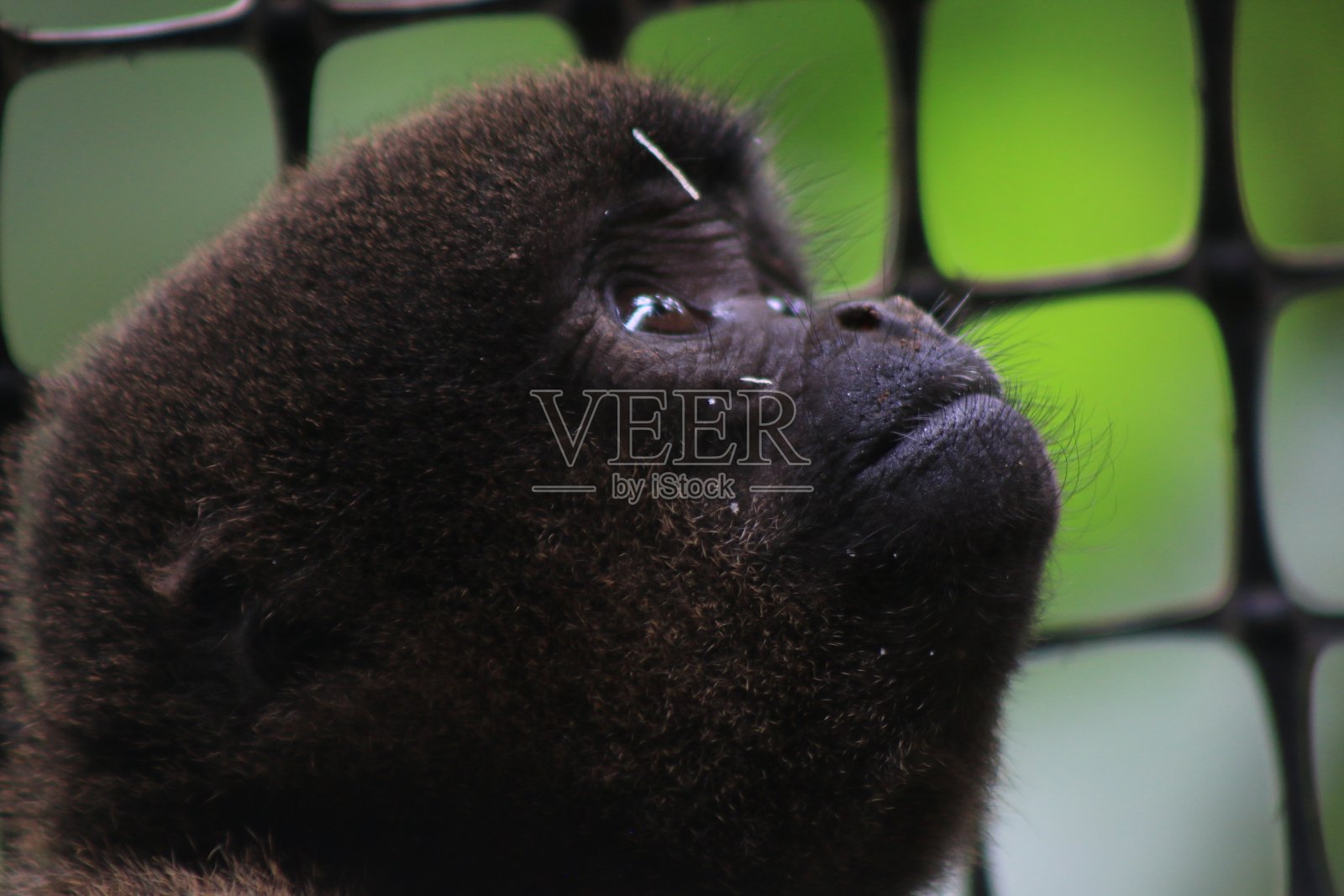 一只年轻的毛茸茸的猴子，Lagothrix，正在抬头看照片摄影图片