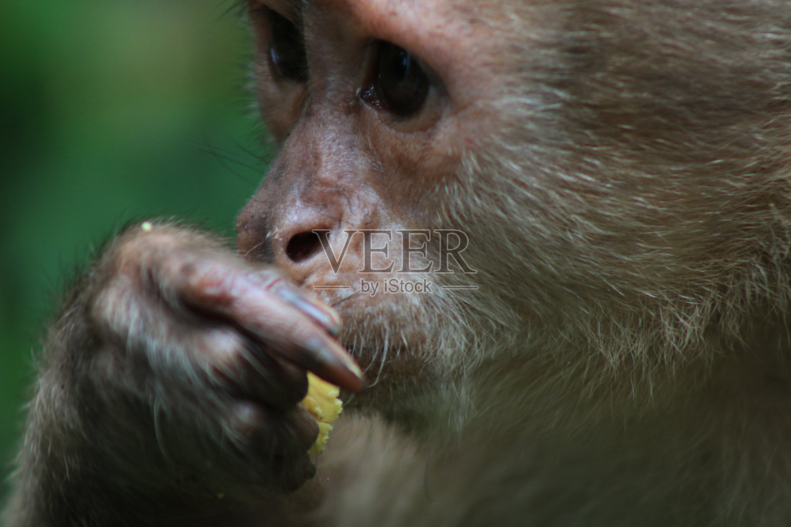 这是卷尾猴吃东西的特写镜头，只露出锋利的脸照片摄影图片
