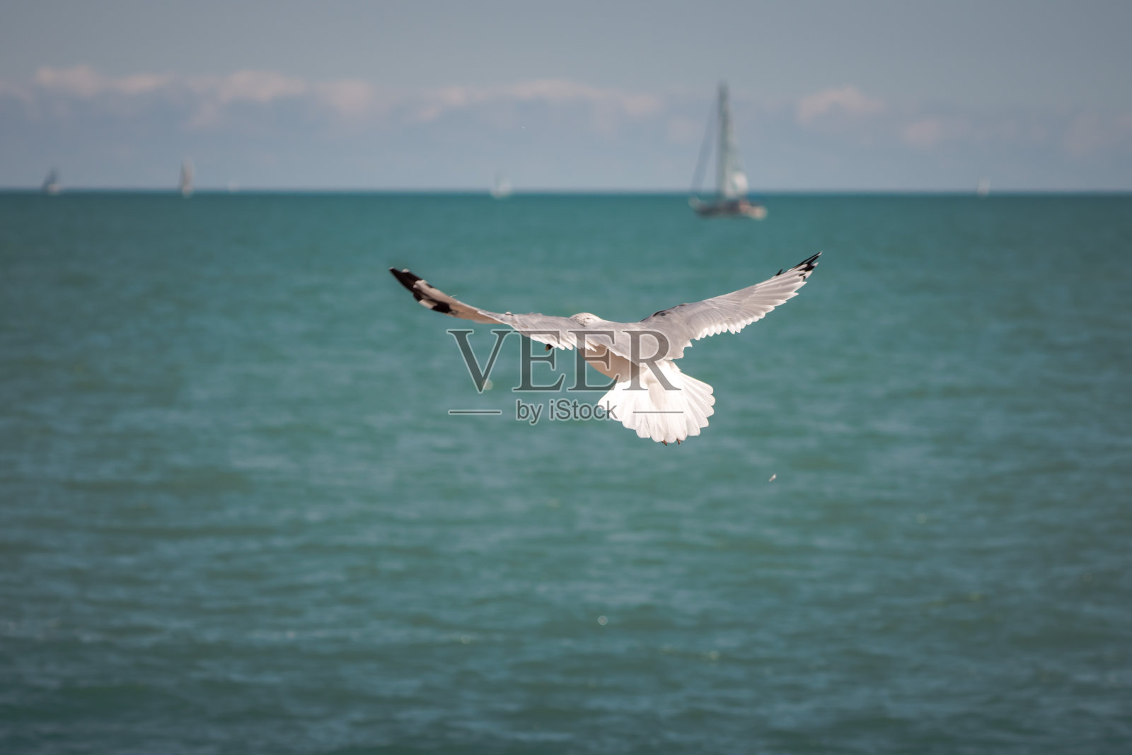 这是一张野生动物的特写照片，一只灰色、黑色和白色的海鸥展开翅膀，尾巴呈扇形飞出芝加哥的密歇根湖水面，地平线上有一艘帆船。照片摄影图片