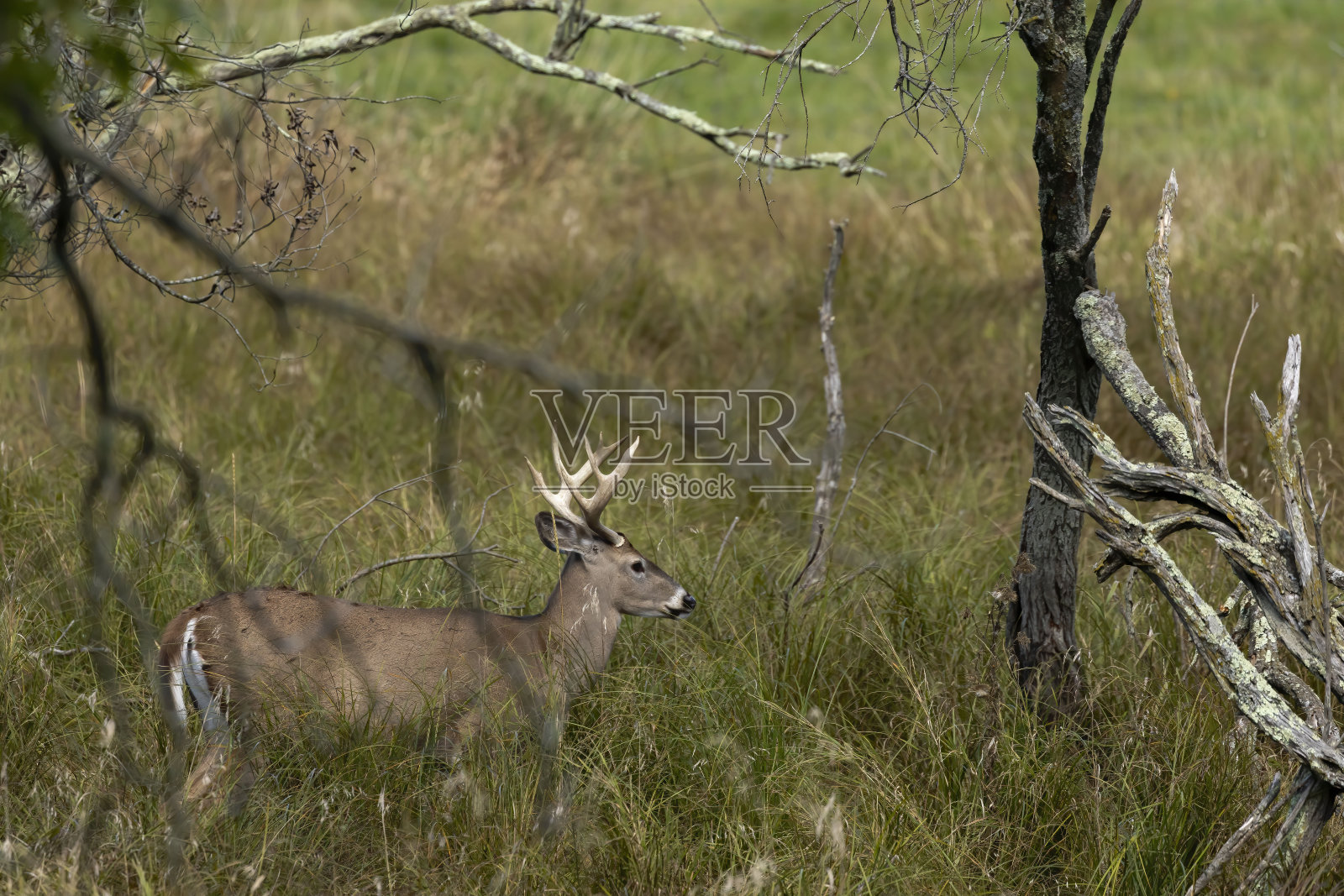 白尾鹿早晨在森林草地上照片摄影图片