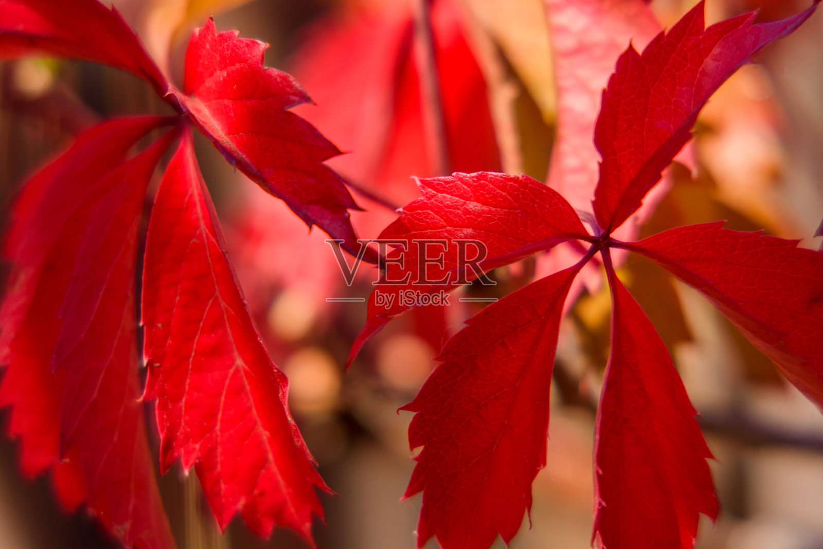 野葡萄在秋天的栅栏。野生的冬格勒叶在秋天。秋季自然照片摄影图片