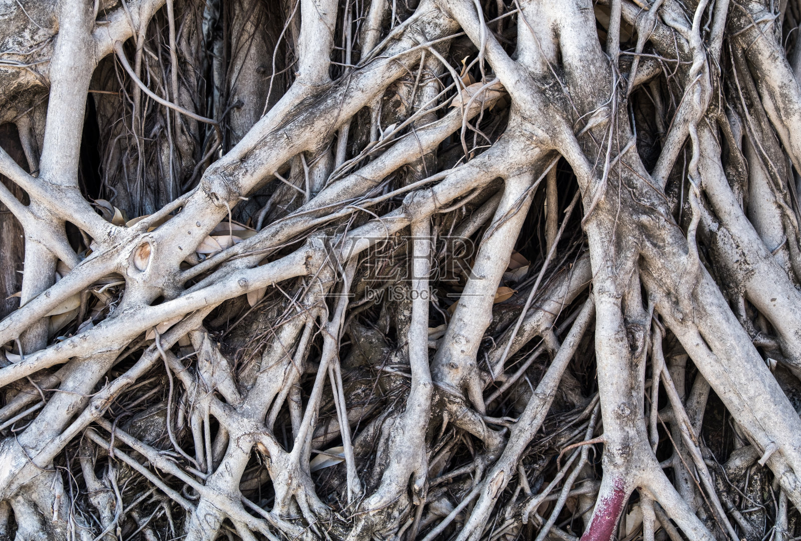 大榕树复杂的根。照片摄影图片