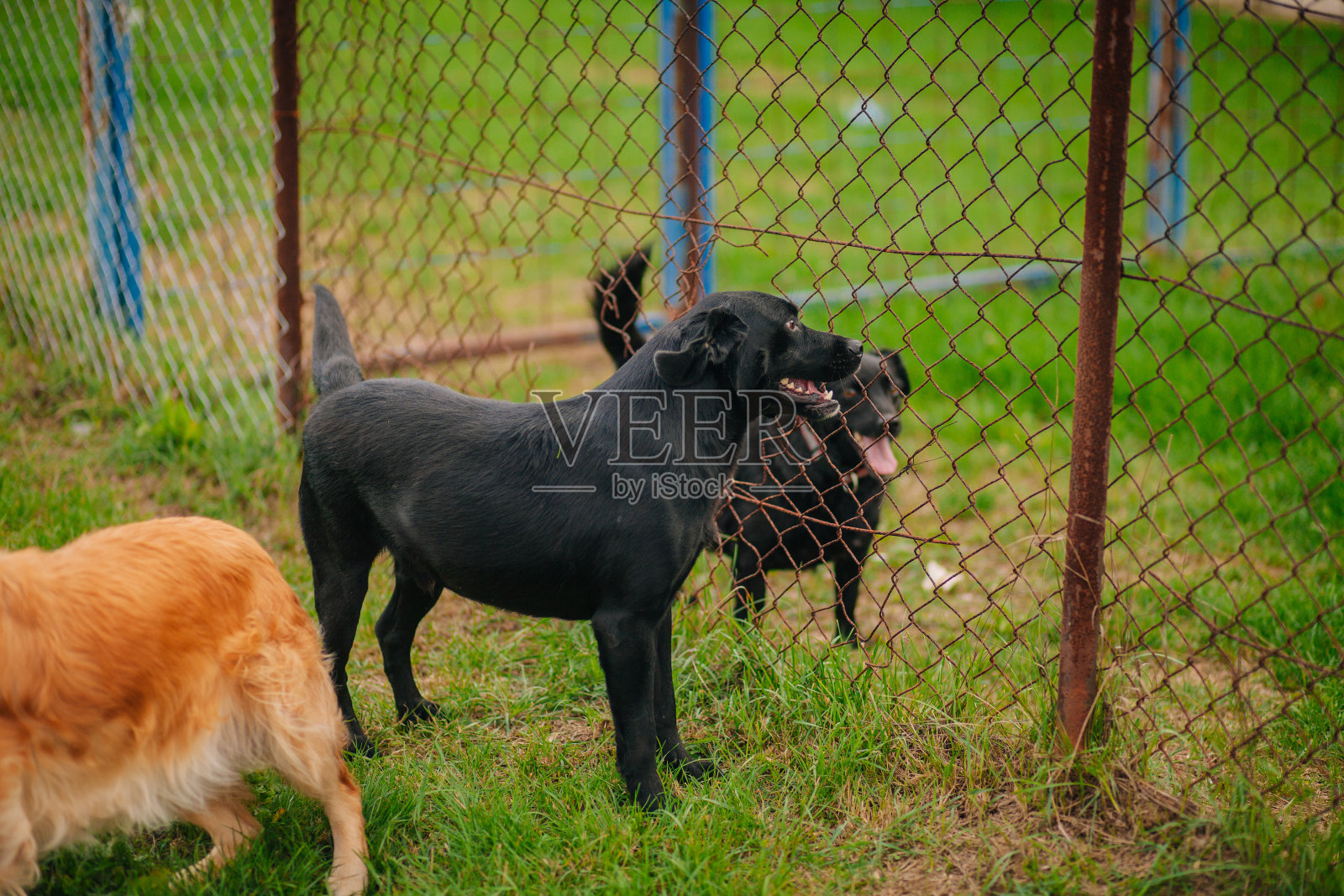 狗守卫着房屋照片摄影图片