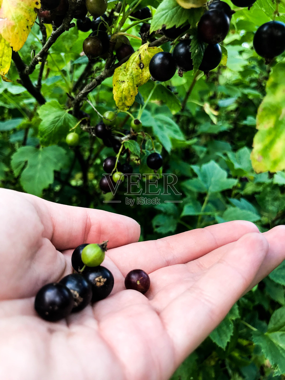 你的手掌上有黑色的、圆圆的醋栗浆果。其中有一种未成熟的绿色浆果。生态产品，微距摄影。背景是醋栗丛的绿叶。天然产品照片摄影图片